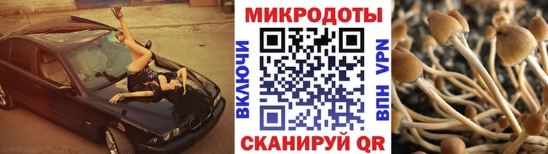 Псилоцибиновые грибы Psilocybine cubensis  Липецк 